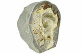 Polished, Crystal Filled Septarian Nodule - Utah #184578-1